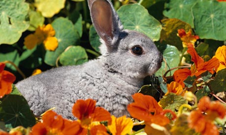 A rabbit in a garden in summer