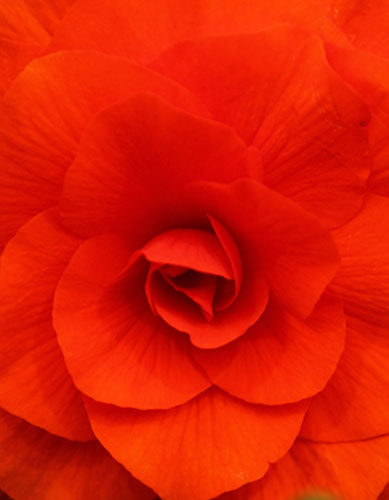 Tatton Park flower show: A red admiral begonia