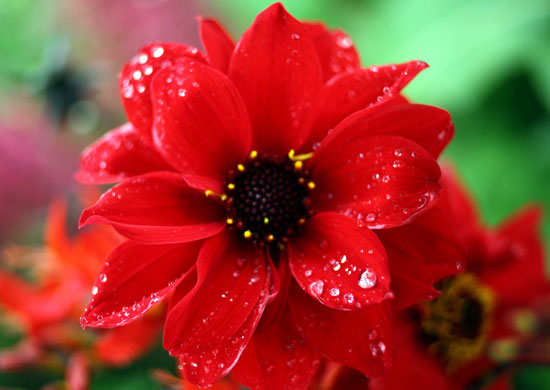 Tatton Park flower show: Bishop of Landaff dahlia