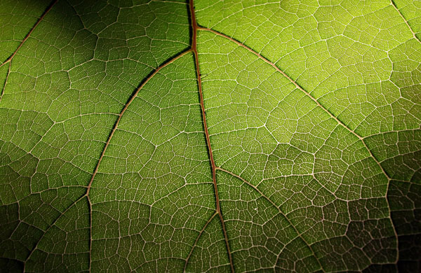 Tatton Park flower show: The leaf detail of a paulownia plant