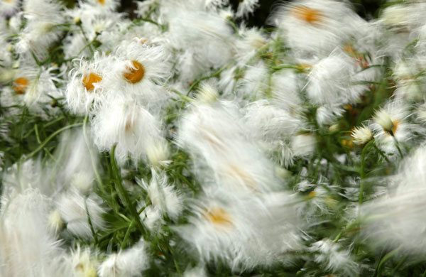 Tatton Park flower show: Leucanthemum X Superbum 'Old Court' 