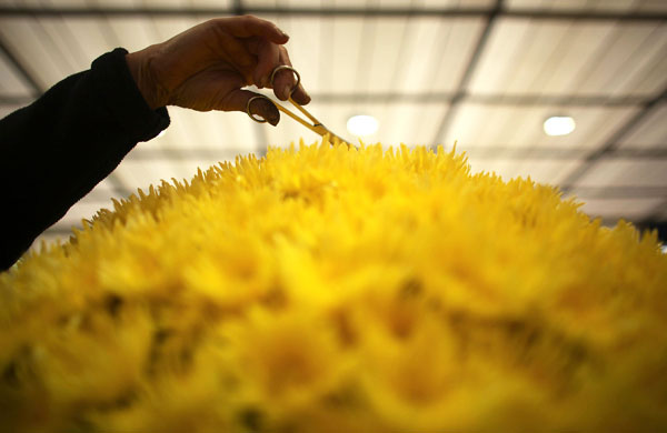 Tatton Park flower show: Chrysanthemums