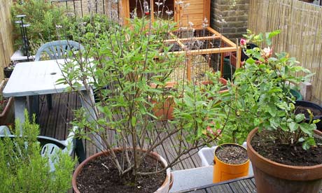 Rachel Surtees' roof terrace