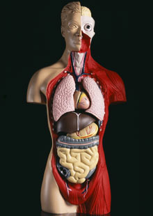 Body Internal Parts