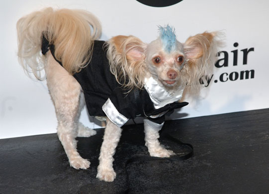 Paws for style: Dog with a mohican