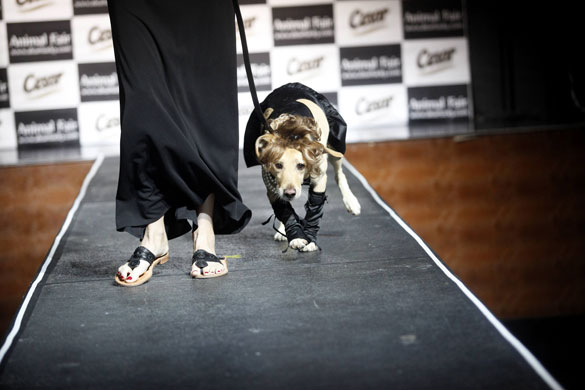 Paws for style: A dog is walked down the runway