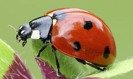http://static.guim.co.uk/sys-images/Lifeandhealth/Pix/pictures/2009/7/29/1248873168322/A-seven-spot-ladybird-Coc-001.jpg