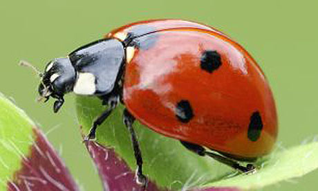 Ladybug  Lady Beetle Facts - NatureMapping