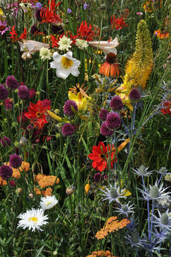 Hampton Court flower show: The Sadolin Nature to Nurture Garden