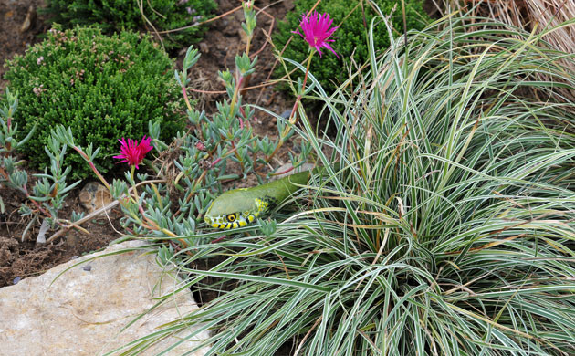 Hampton Court flower show: The Dragon's Garden