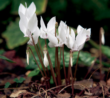 Nigel Slater's garden: Flowers