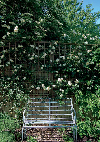 Nigel Slater's garden: Bench