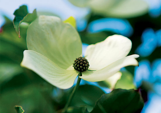 Nigel Slater's garden: Flower