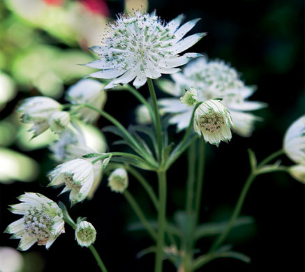 Nigel Slater's garden: Flowers