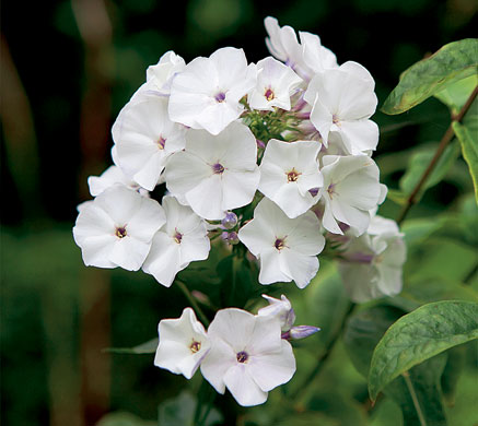 Nigel Slater's garden: Flowers