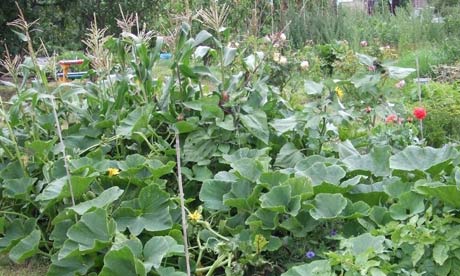 Lia Leendertz's squash and sweetcorn patch