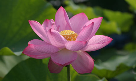 Some years ago a friend in Tokyo sent me three seeds of the lotus flower