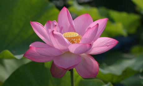 Some years ago a friend in Tokyo sent me three seeds of the lotus flower 