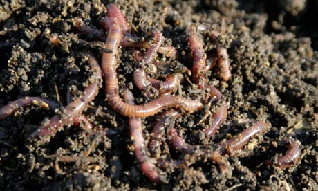 compost with worms