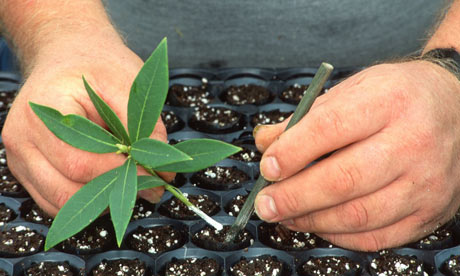 Taking rhododendron cuttings