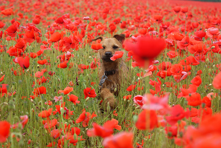 Dog photography: Winner