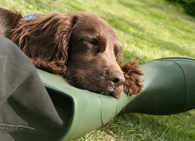 Dog photography: Winner in the Man's Best Friend category