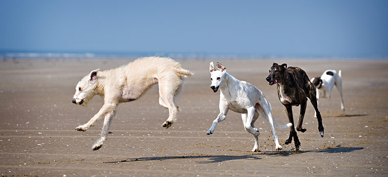 Dog photography: Winner of the Dogs at Play category