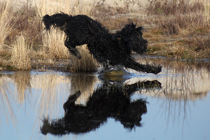 Dog photography: Winner of the Dogs at Work category