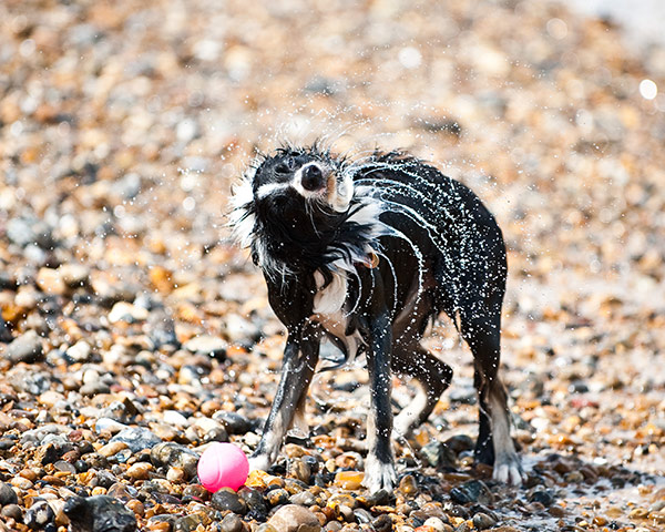 Dog photography: A runner-up in the Dogs at Play category