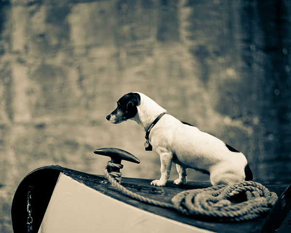 Dog photography: A runner up in the Dogs at Work category