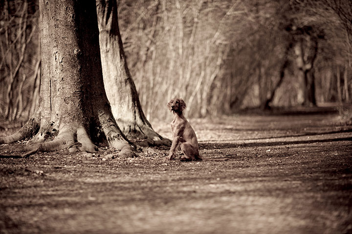 Dog photography: A runner up in the Dog Portrait category