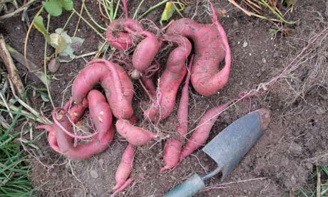 The 'Georgia Jet' variety of sweet potatoes