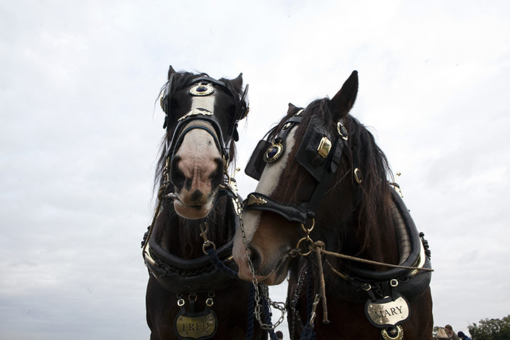 Ploughing lesson: Fred and Mary