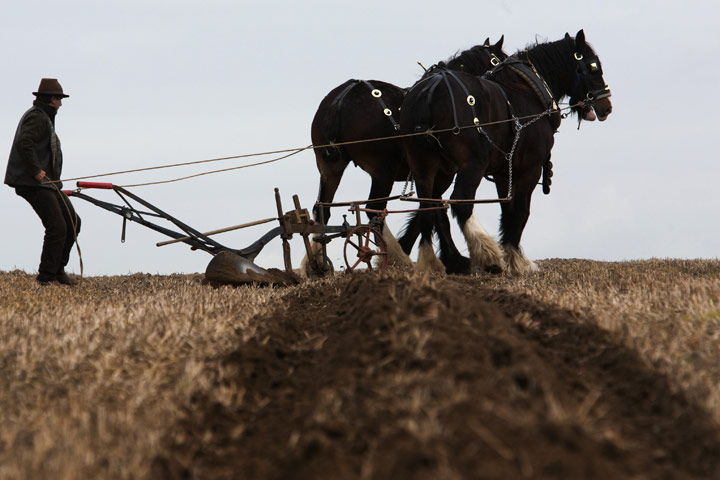 Ploughing lesson: Paul Walsh turns the horses