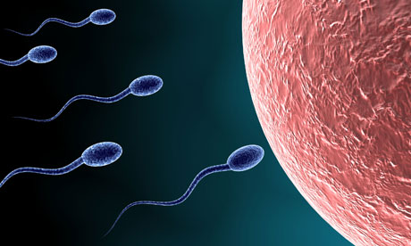 the journey of the sperm and Learn how swimming sperm and ovulated eggs recognize each other fertility support counseling & psychological support blog: fertility journey how do swimming sperm cells and ovulated egg cells recognize each. the journey of the sperm and Learn how swimming sperm and ovulated eggs recognize each other fertility support counseling & psychological support blog: fertility journey how do swimming sperm cells and ovulated egg cells recognize each.