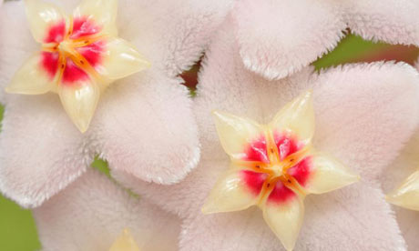 Hoya carnosa flowers 