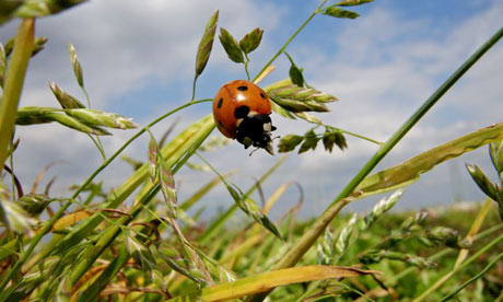 A ladybird