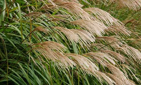 Miscanthus sinensis