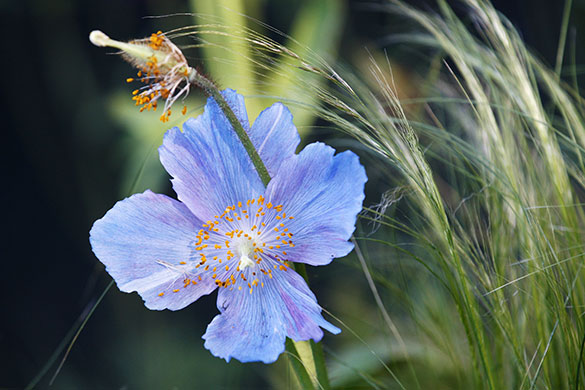 Chelsea flower show: A Himalayan poppy in the Kebony - Naturally Norway garden