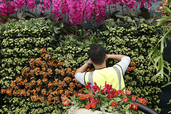 Chelsea flower show: A worker arranges flowers