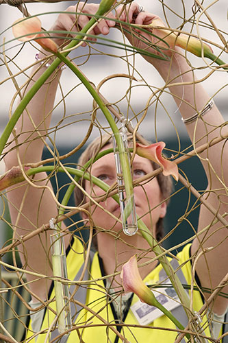 Chelsea flower show: A gardener works on a display of Mozart Calla lilies