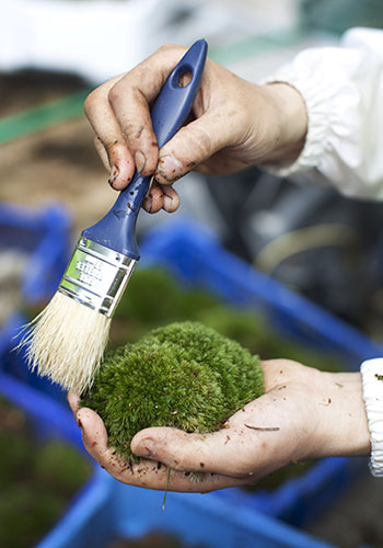Chelsea flower show: Gardeners brush and clean moss