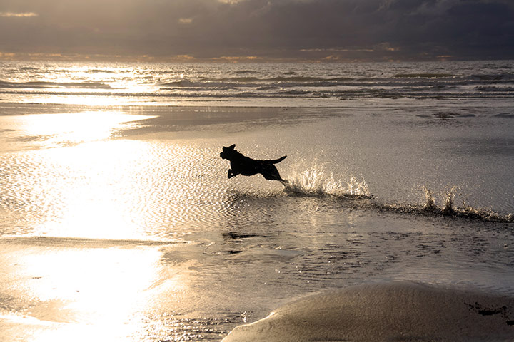 Dog photographer: Dogs at Play