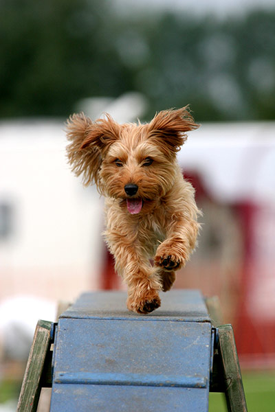 Dog photographer: Dogs at Work