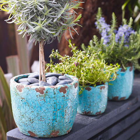 Zandra Rhodes: Turquoise plant pots
