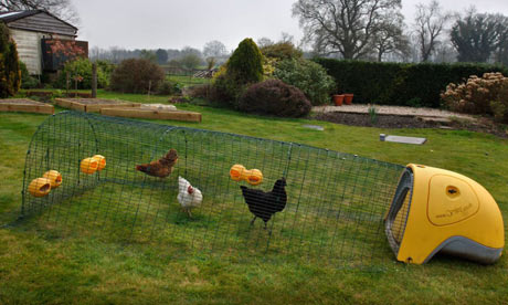 Chicken Houses