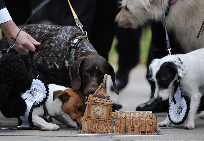 Westminster dog show: Westminster Dog of the Year cake