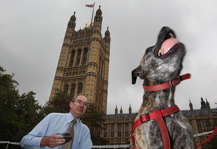 Westminster dog show: Parliamentary Dog Of The Year Show