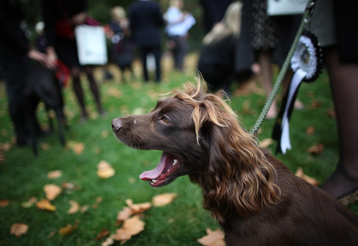 Westminster dog show: Caroline Nokes & Fudge<
