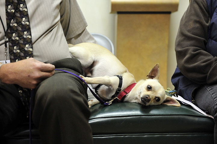 Chihuahuas: James Bond